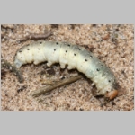 Ammophila sabulosa - Sandwespe 00-w04c mit Eulenspinner-Raupe - Drepanidae.jpg